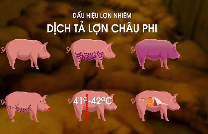 dịch-ta-lon-Chau-Phi-120-07